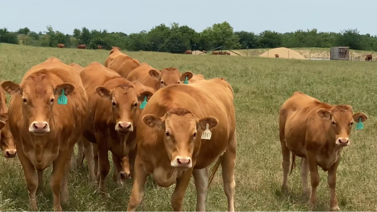 15 Head Registered Akaushi Heifers